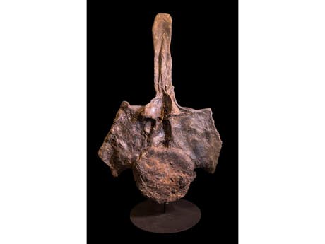 Fossile Caudal Vertebra – Apatosaurus sp.